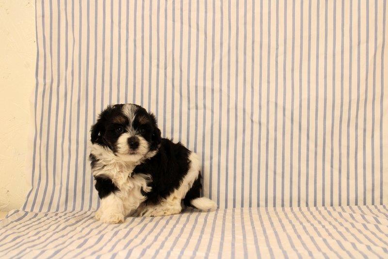 puppy, for, sale, Maltipoo, Matthew B. Stoltzfus, dog, breeder, Gap, PA, dog-breeder, puppy-for-sale, forsale, nearby, find, puppyfind, locator, puppylocator, aca